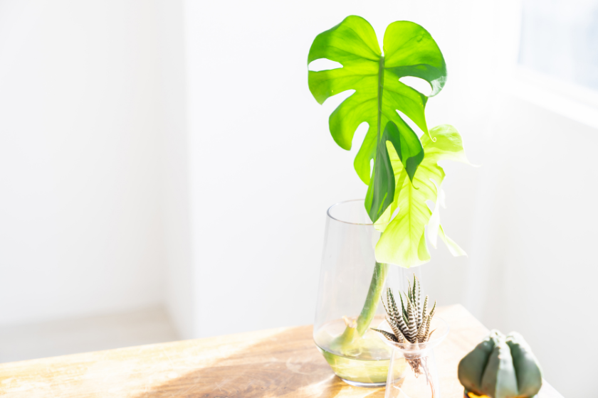 明るい窓辺に置かれた観葉植物